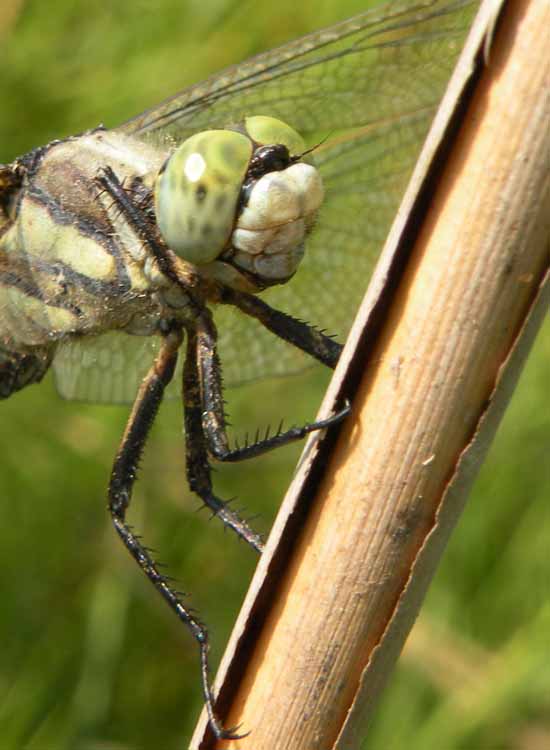 Orthetrum albistylum? - S, femmina